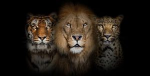 CIO, CTO, or CISO: Which one do I need?