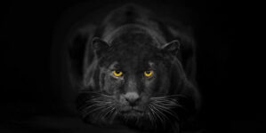 What is the meaning of ‘CIO’?